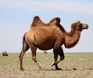 Puzzle καμήλα, hornless μηρυκαστικών ζώων με δύο εξογκώματα σαν αποθήκευση λίπους